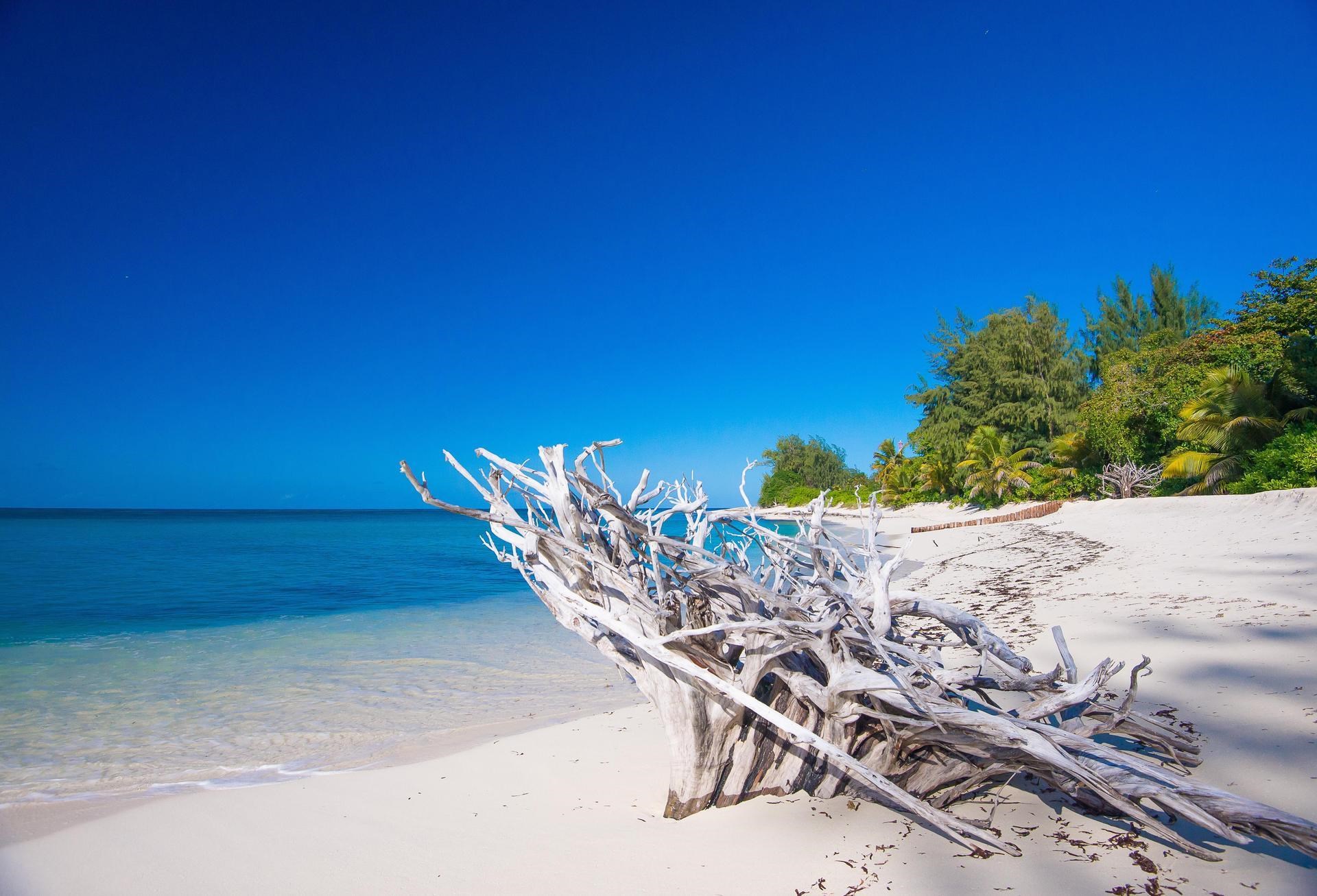 Immagine di sfondo della pagina Seychelles, il piano sostenibile di Denis Island