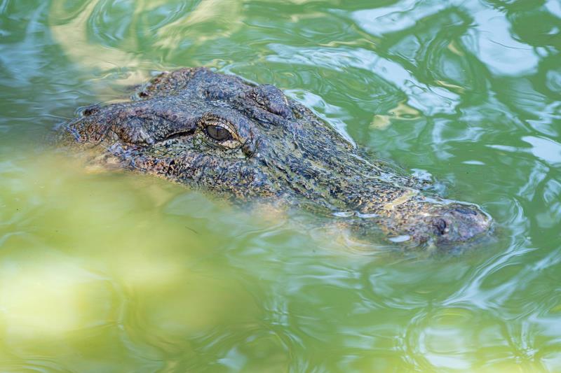 Immagine Nove curiosità sulla Louisiana