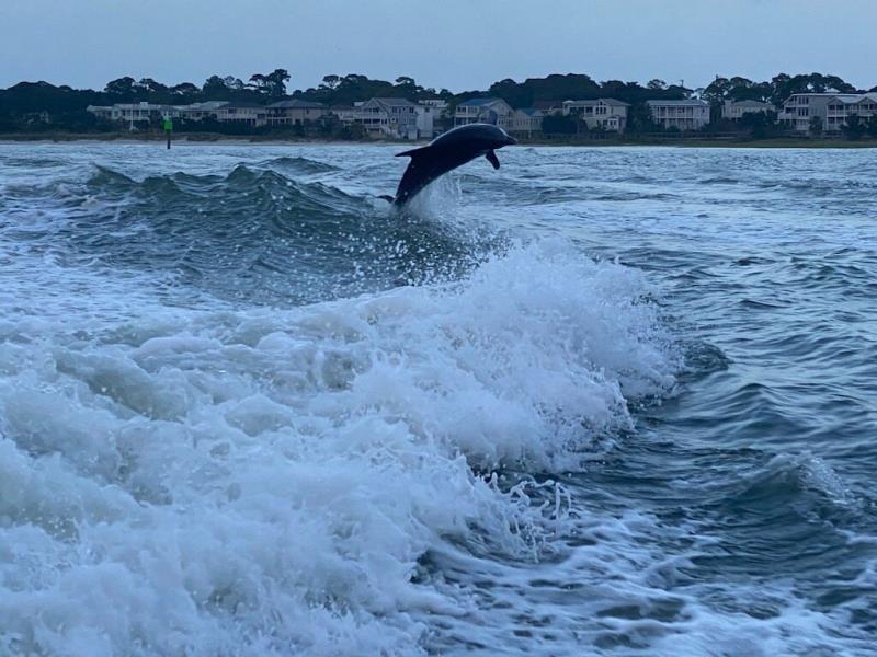 Immagine Alla ricerca dei delfini a Tybee Island