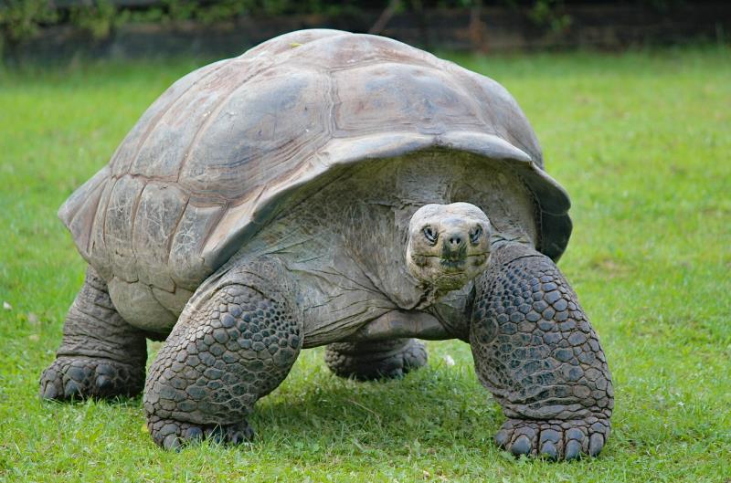 Immagine Aldabra, l'ultima frontiera selvaggia delle Seychelles