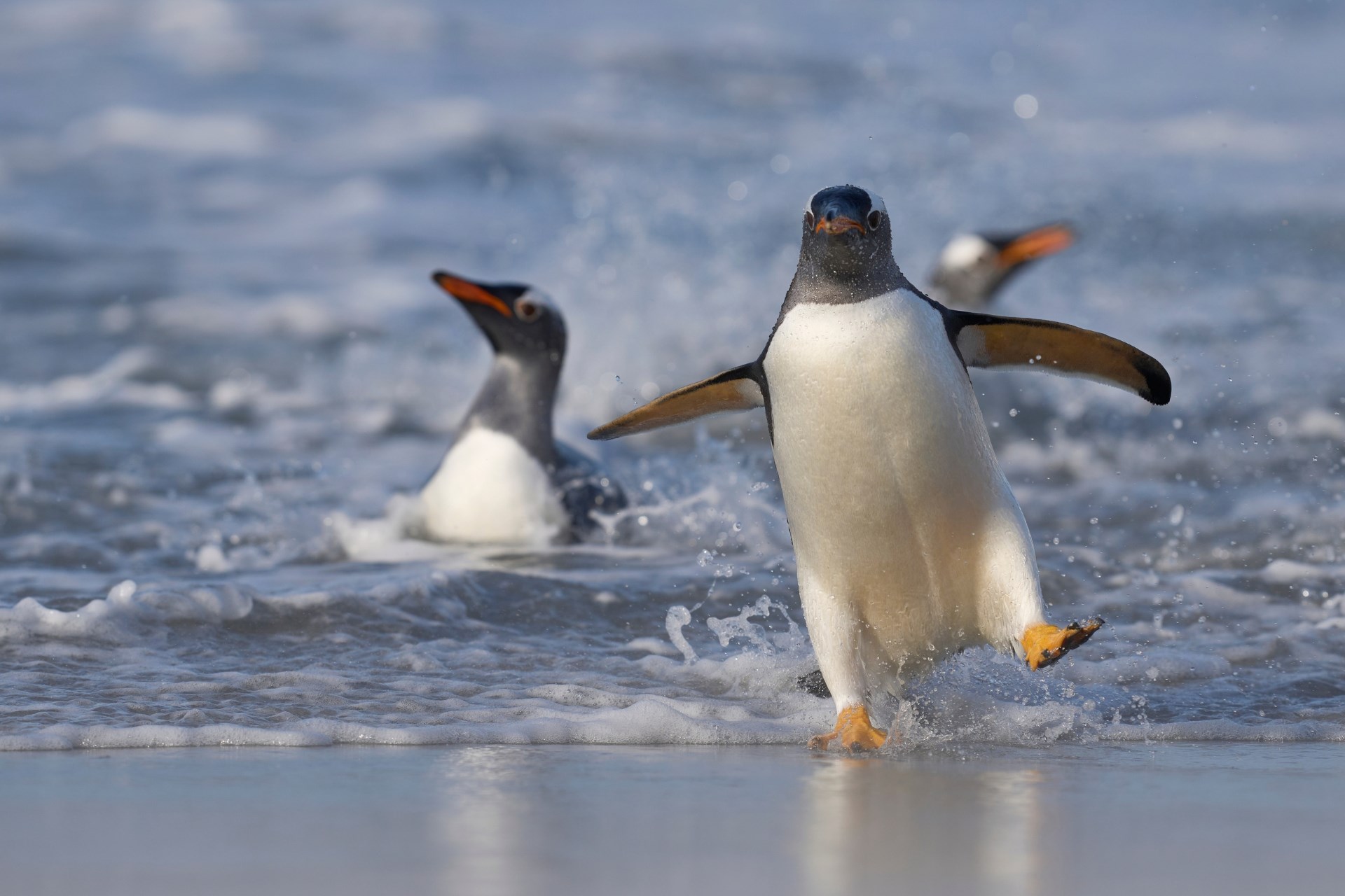 Immagine di sfondo della pagina Isole Falkland