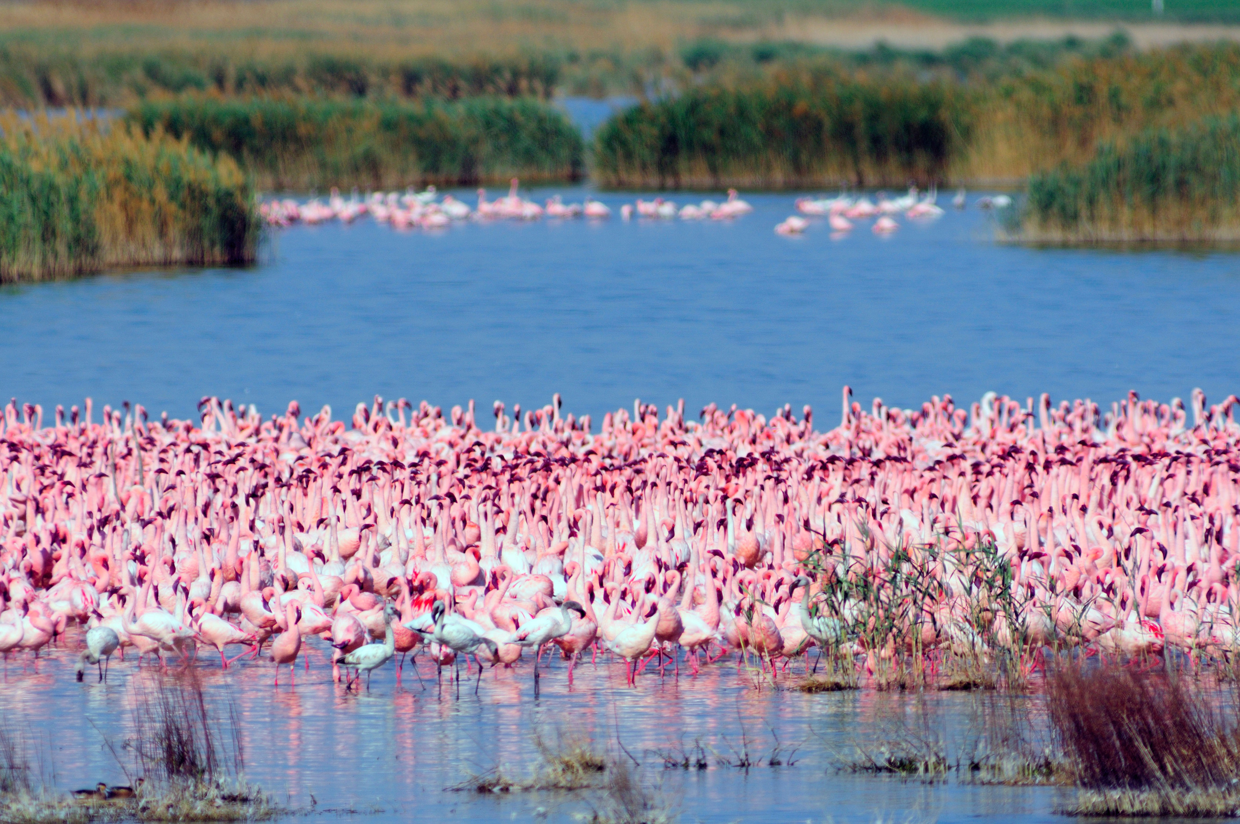 Immagine I Fenicotteri Rosa di Kamfers nel Cuore del Sudafrica