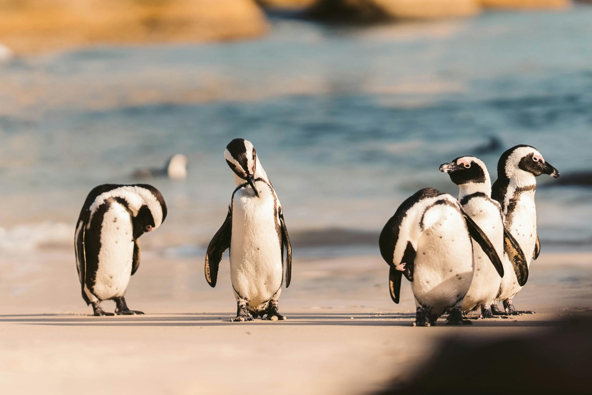 Immagine di sfondo della pagina L'Incredibile Esperienza dei Pinguini alle Isole Falkland