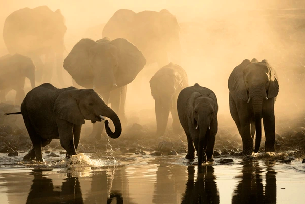 Immagine di sfondo della pagina Gli elefanti di Damaraland: un incontro con i giganti del deserto in Namibia