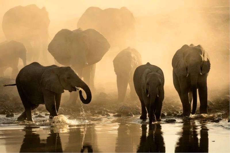 Immagine Gli elefanti di Damaraland: un incontro con i giganti del deserto in Namibia