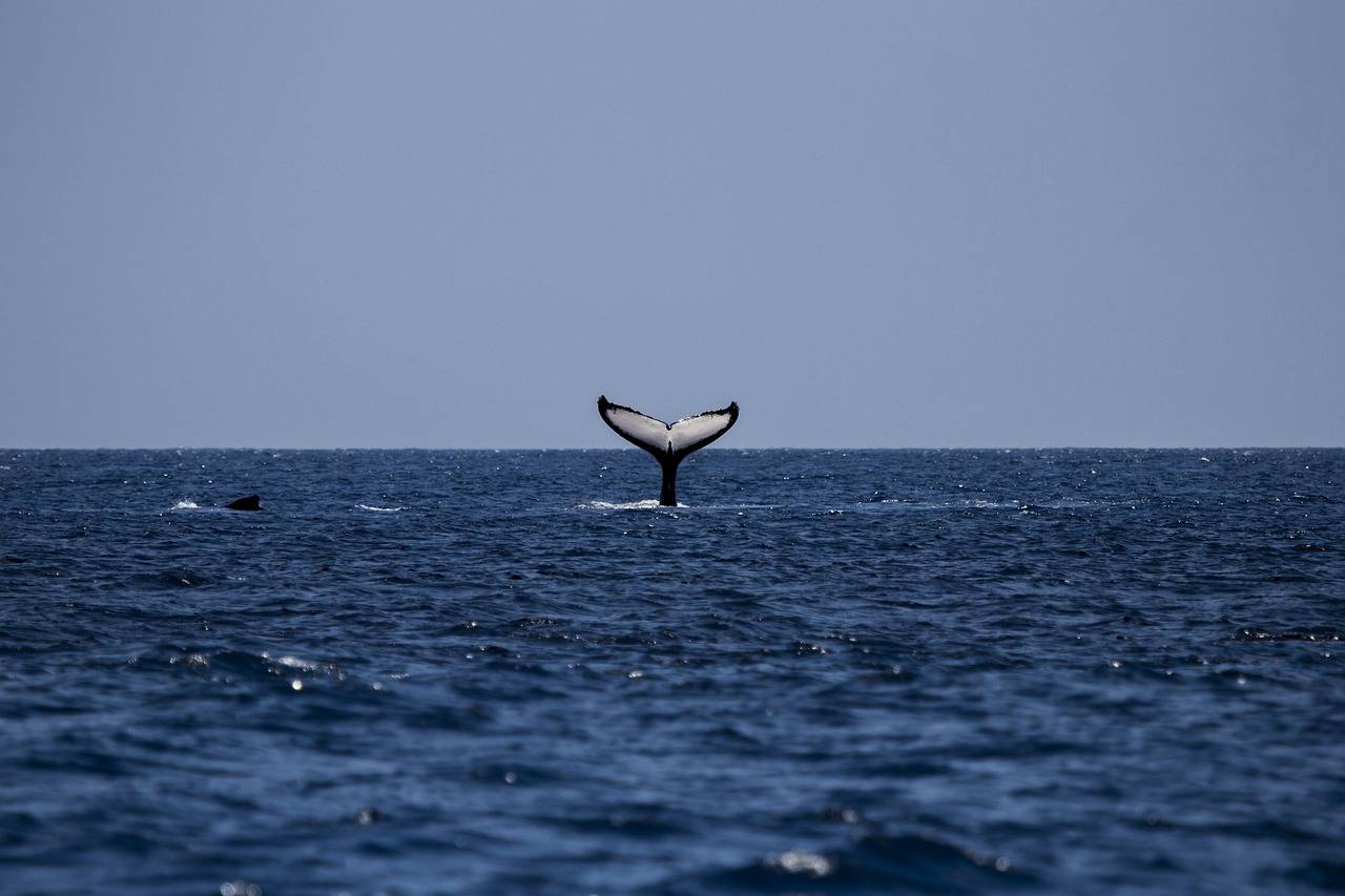 Immagine di sfondo della pagina Whale Watching nei pressi di Stanley