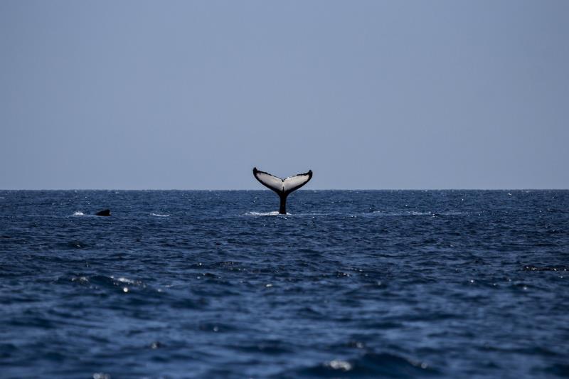 Immaigne dell'articolo Whale Watching nei pressi di Stanley