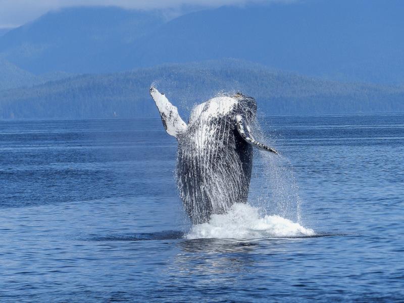 Immagine Nuotare tra le Balene nelle Acque di Tonga