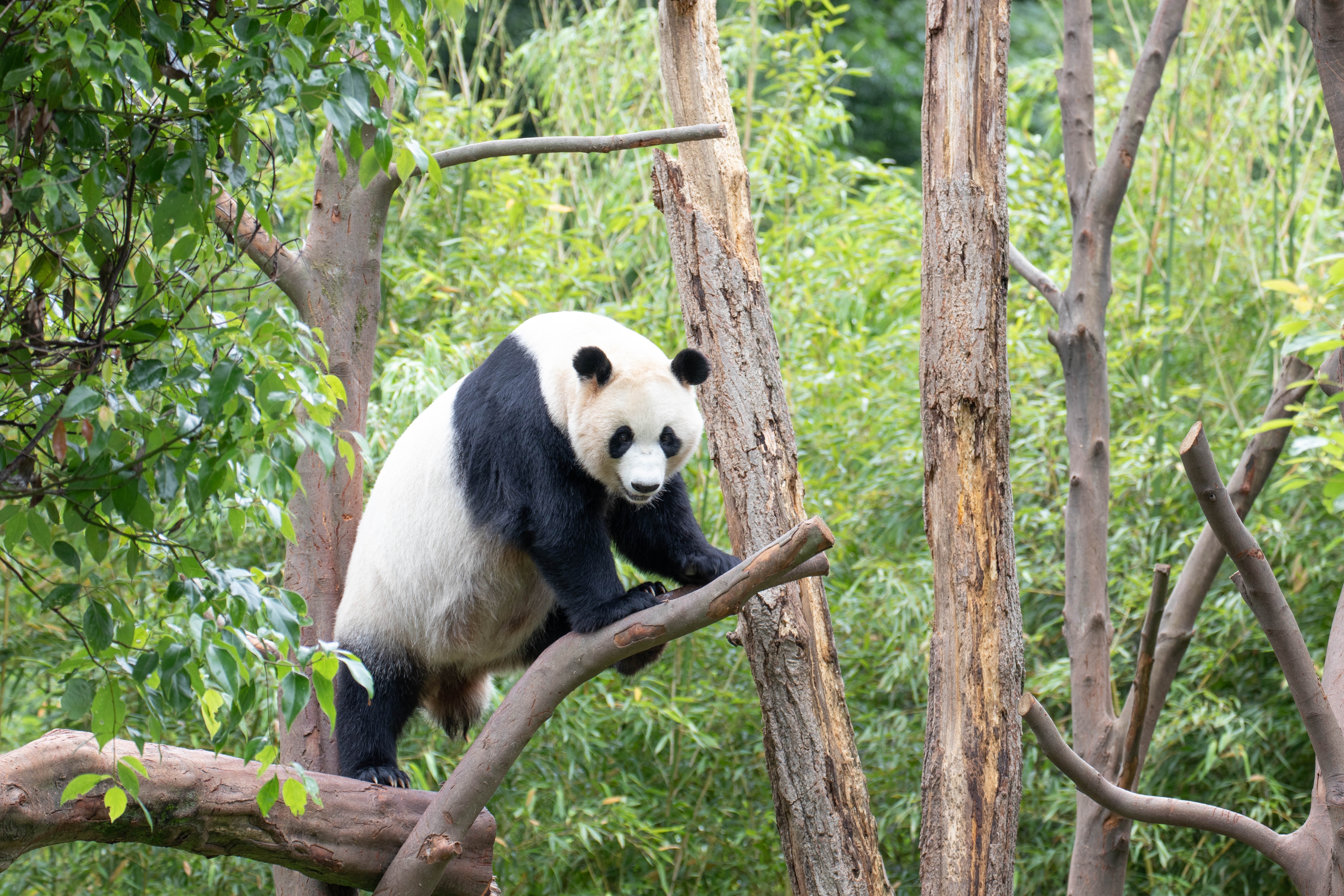 Riserva di Panda