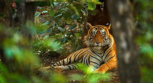 Immagine Wild India