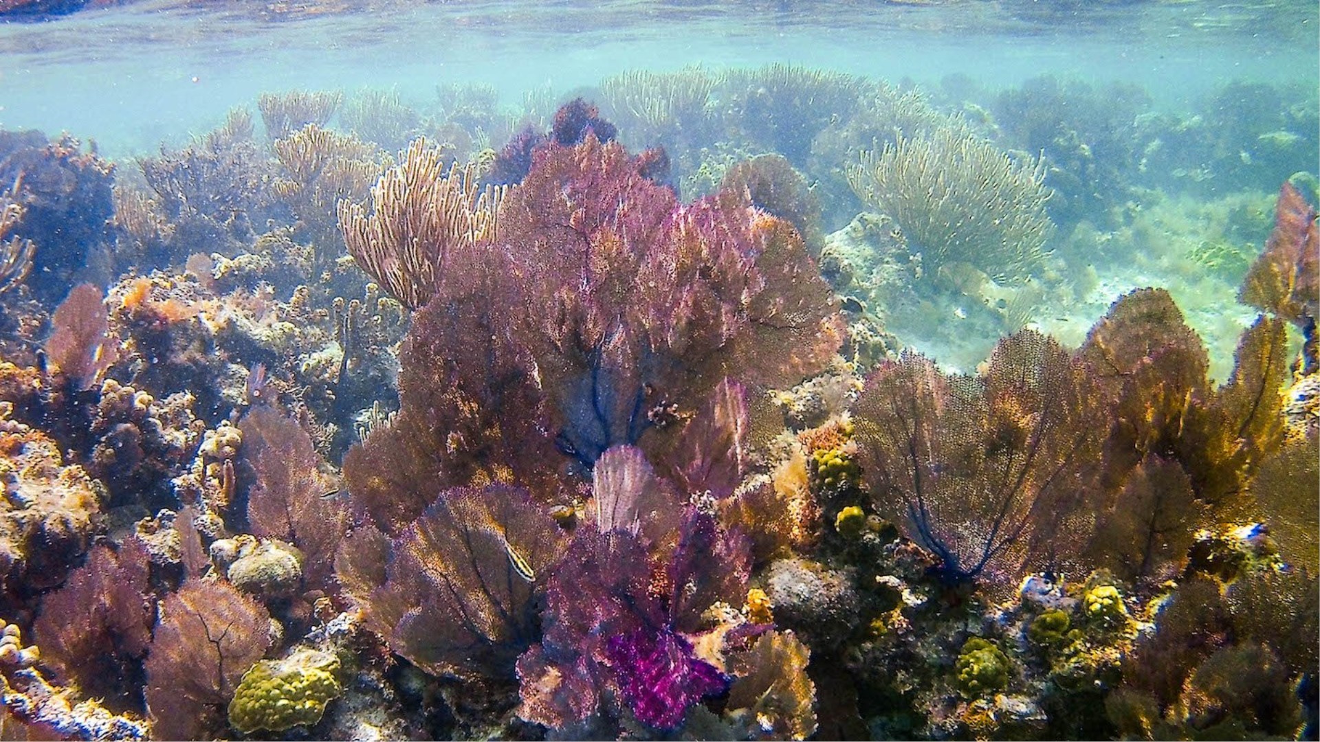 Immagine di sfondo della pagina Snorkeling in Belize: 5 spot imperdibili