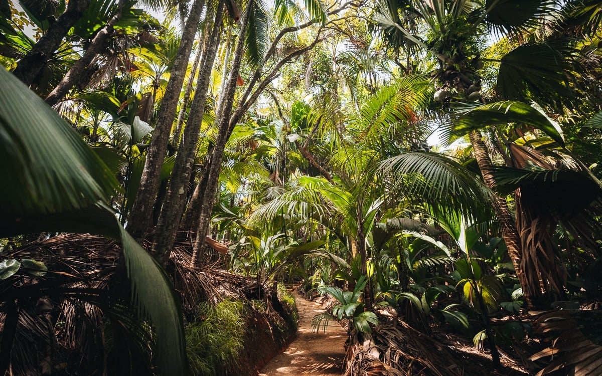 Immagine di sfondo della pagina Nella Riserva Naturale della Vallée de Mai